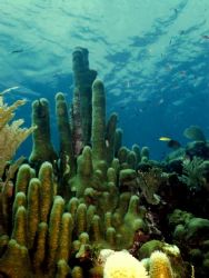 Castles in the sea - Pillar coral
Guanaha, Honduras, Nik... by Marylin Batt 